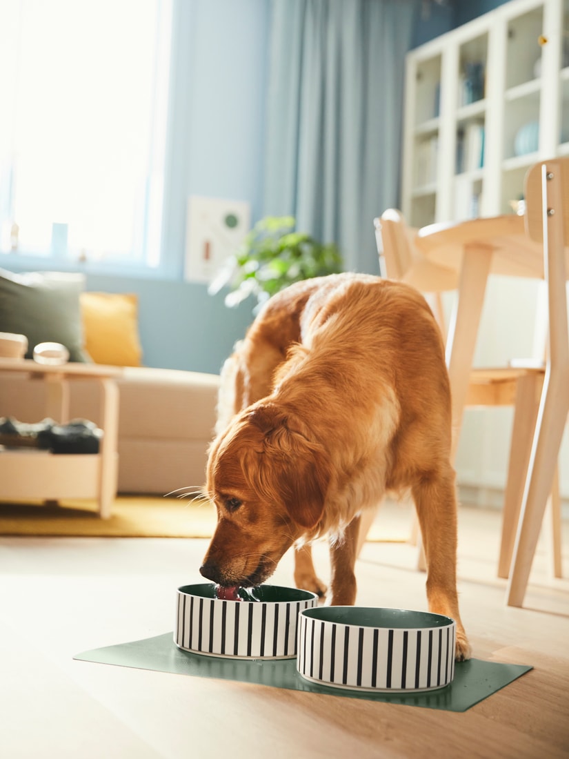 IKEA launcht erste Haustierkollektion namens UTSÅDD - IKEA Deutschland