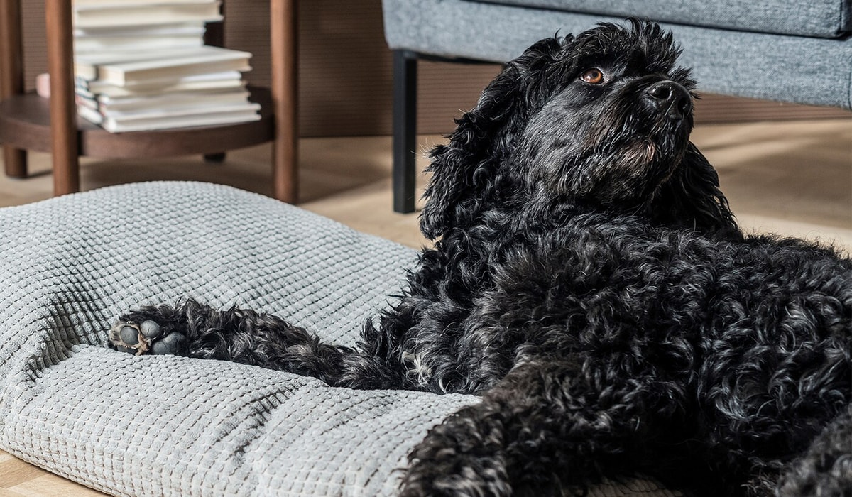 Darf Man Hunde Mit Zu Ikea Nehmen Ratgeber Hunde- & Katzenzubehör - IKEA Schweiz