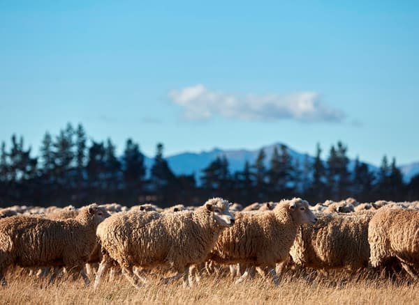 Hundreds of sheep grazing in the sunlight, with trees and mountains behind them.