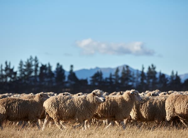 Hundreds of sheep grazing in the sunlight, with trees and mountains behind them.