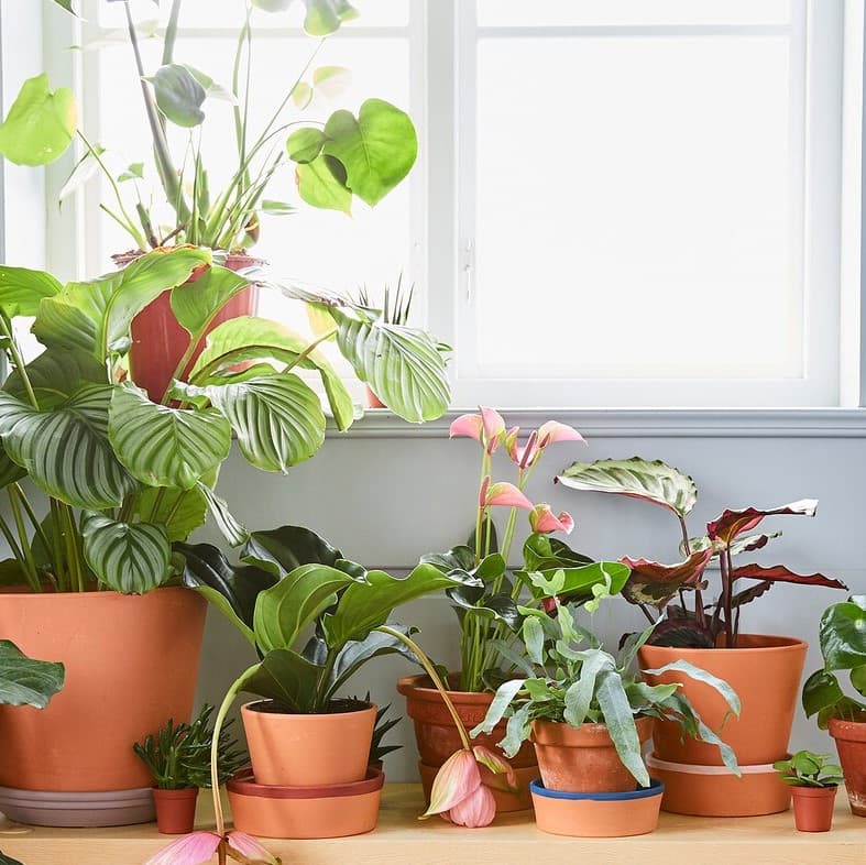 Ideas to get your living room started with indoor plants.