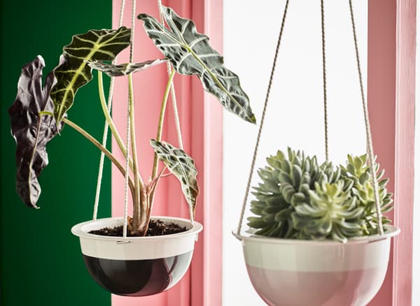 IKEA는 넓은 하트 모양 잎사귀를 가진 ALOCASIA AMAZONICA/알로카시아 아마소니카 화분을 포함해 다양한 실내용 화분으로 가득해요. 이 식물은 직사광선이 없는 밝은 곳에 두어야 하고, 적당한 주기로 물을 줘야 해요. IKEA는 걸이 화분에 담아 두었어요.