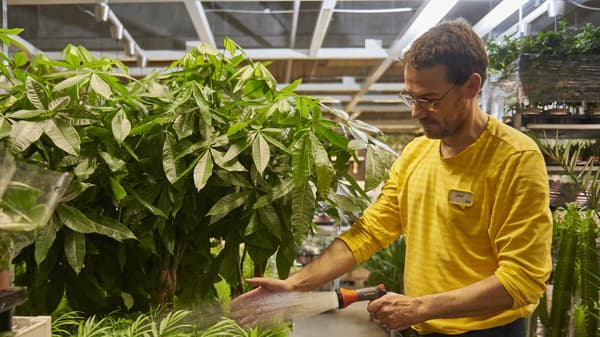 IKEA co-worker watering plants in IKEA store.