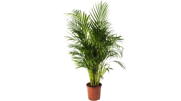 IKEA DYPSIS LUTESCENS Areca palm plant