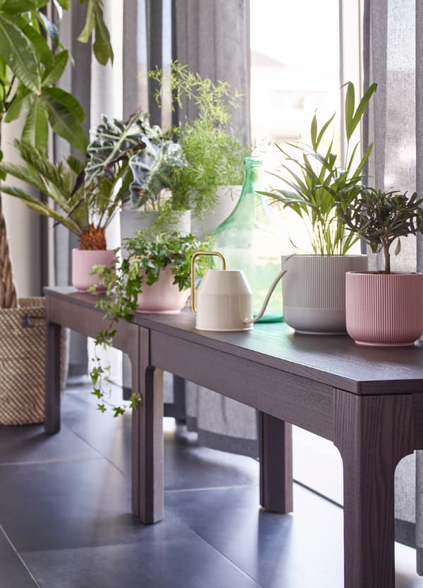 IKEA EKEDALEN rectangular dark brown benches with plants on top, by the window.