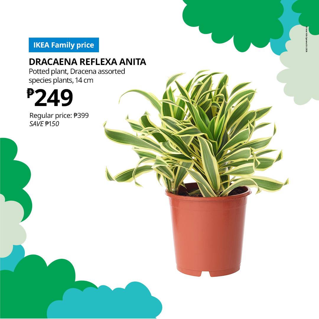 IKEA Family ad for a Dracaena reflexa Anita: a lush green-and-cream potted plant beside a ₱249 sale price, on a bright, cheerful background.