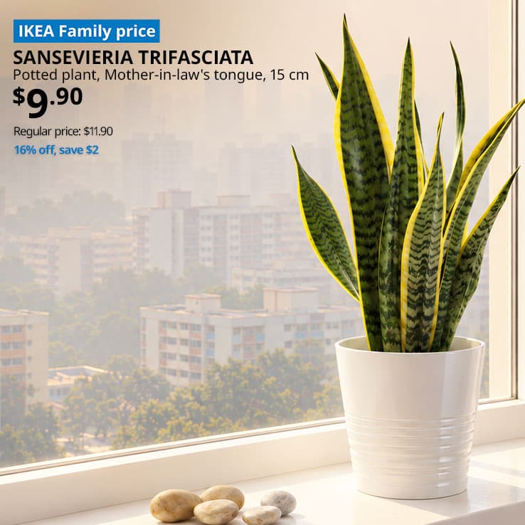 IKEA Family price. SANSEVIERIA TRIFASCIATA Potted plant, Mother-in-law's tongue, 15 cm. Price: $9.90
16% off, save $2. Regular price: $11.90