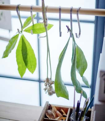 IKEA GRUNDTAL s-hooks hang from a rod in front of the window, with leaves and flowers hanging from them.