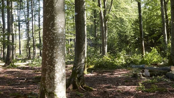 IKEA presenta una nuova agenda forestale per migliorare la selvicoltura e la biodiversità a livello globale entro il 2030