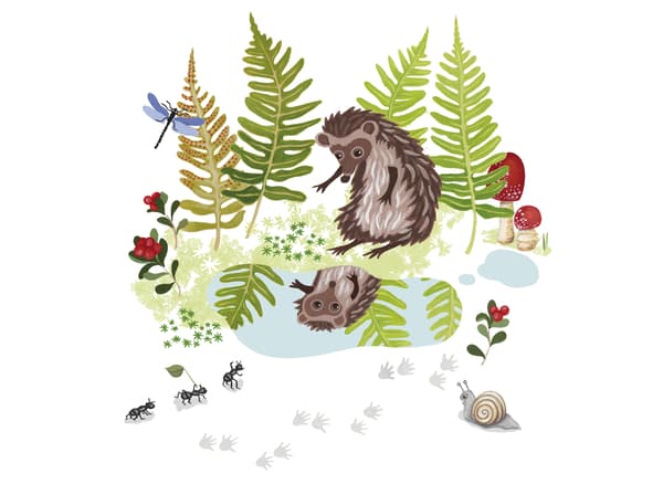 Illustrazione da un libro per bambini con un riccio