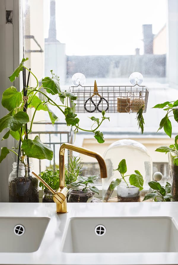 In the window, herbs and lettuce grow right behind the sink.
