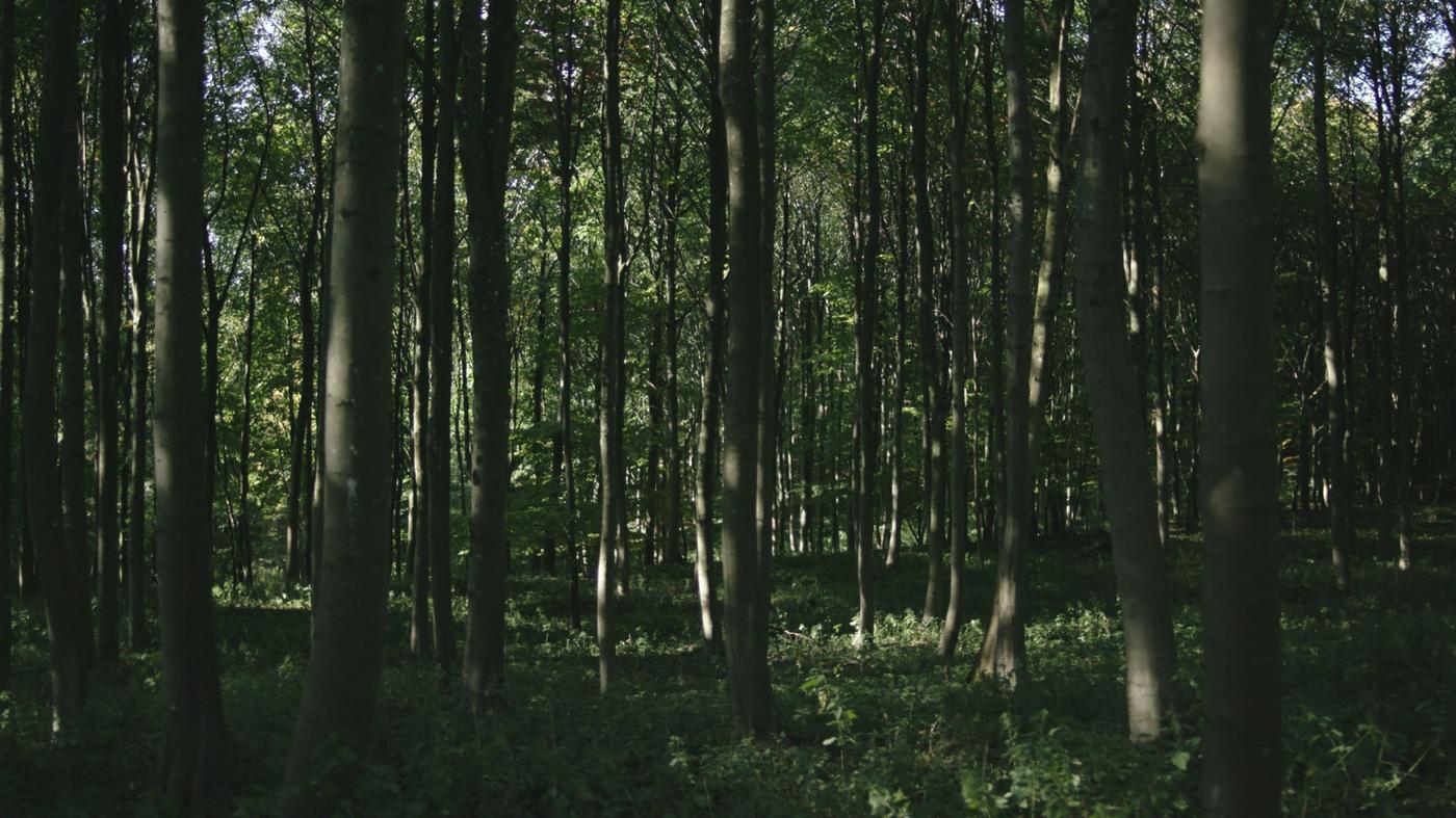 Inaugurato nel comune di Eraclea l’intervento di riqualificazione del bosco di via dei pioppi