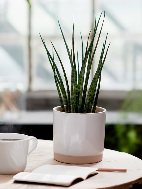Indoor and potted plants