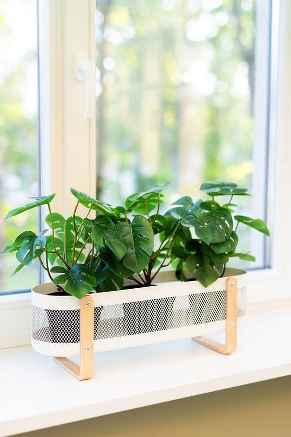 Indoor plant in a modern white and wooden planter on a windowsill