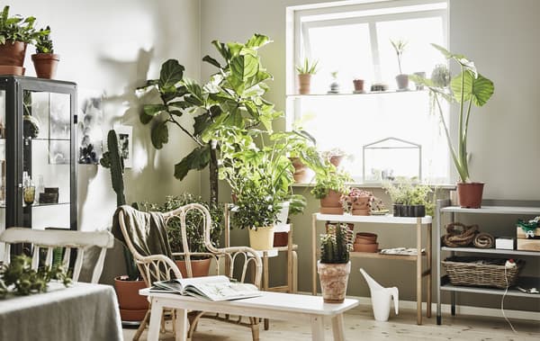 indoor plants in a living room to improve air quality