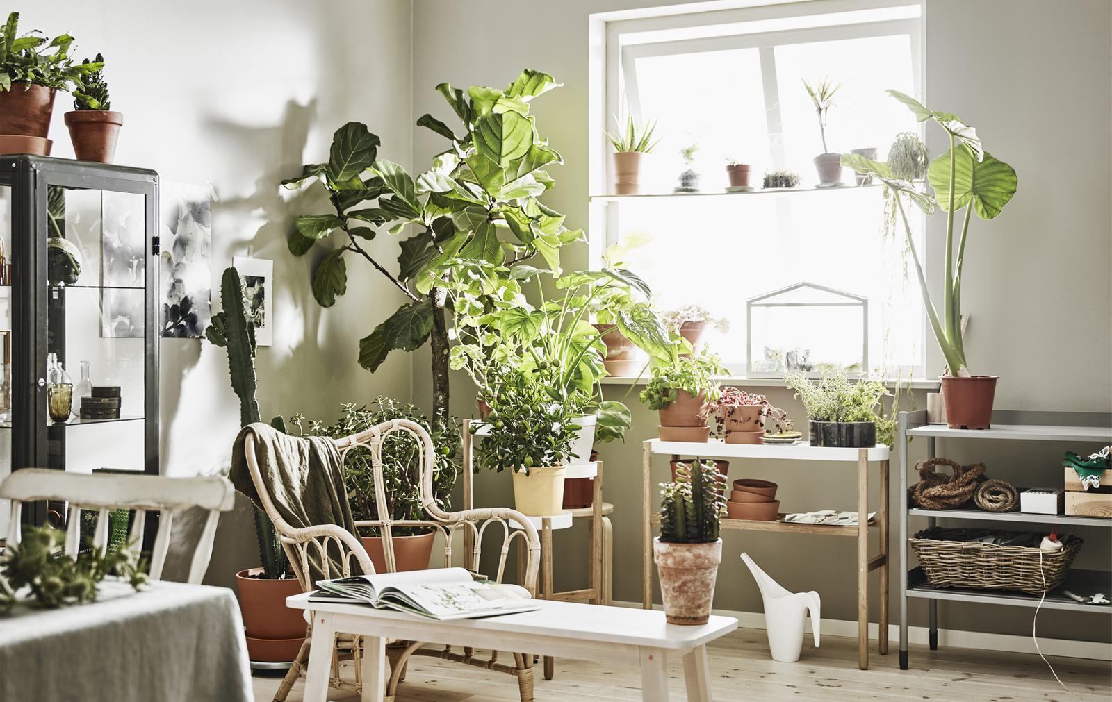 How to propagate plants at home IKEA IKEA