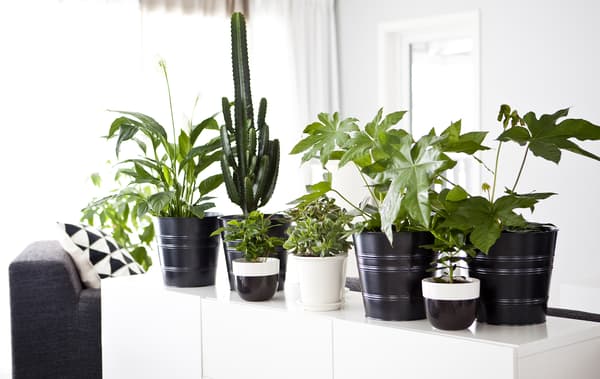 Intérieur monochrome avec buffet blanc décoré de nombreuses plantes vertes en pots.