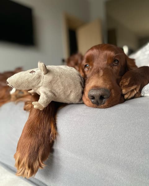 Ír szetter egy patkány plüssel.