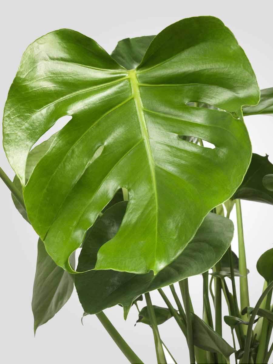 Its a picture of an green Plant.