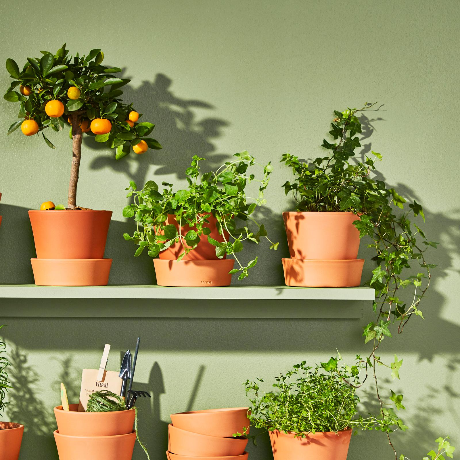 How to care for your common ivy plant IKEA