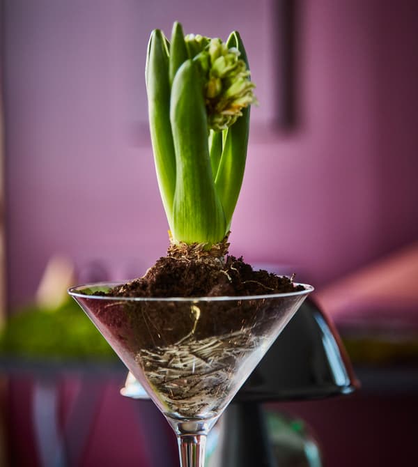 Jacinthe dans un verre à martini posé sur la table.