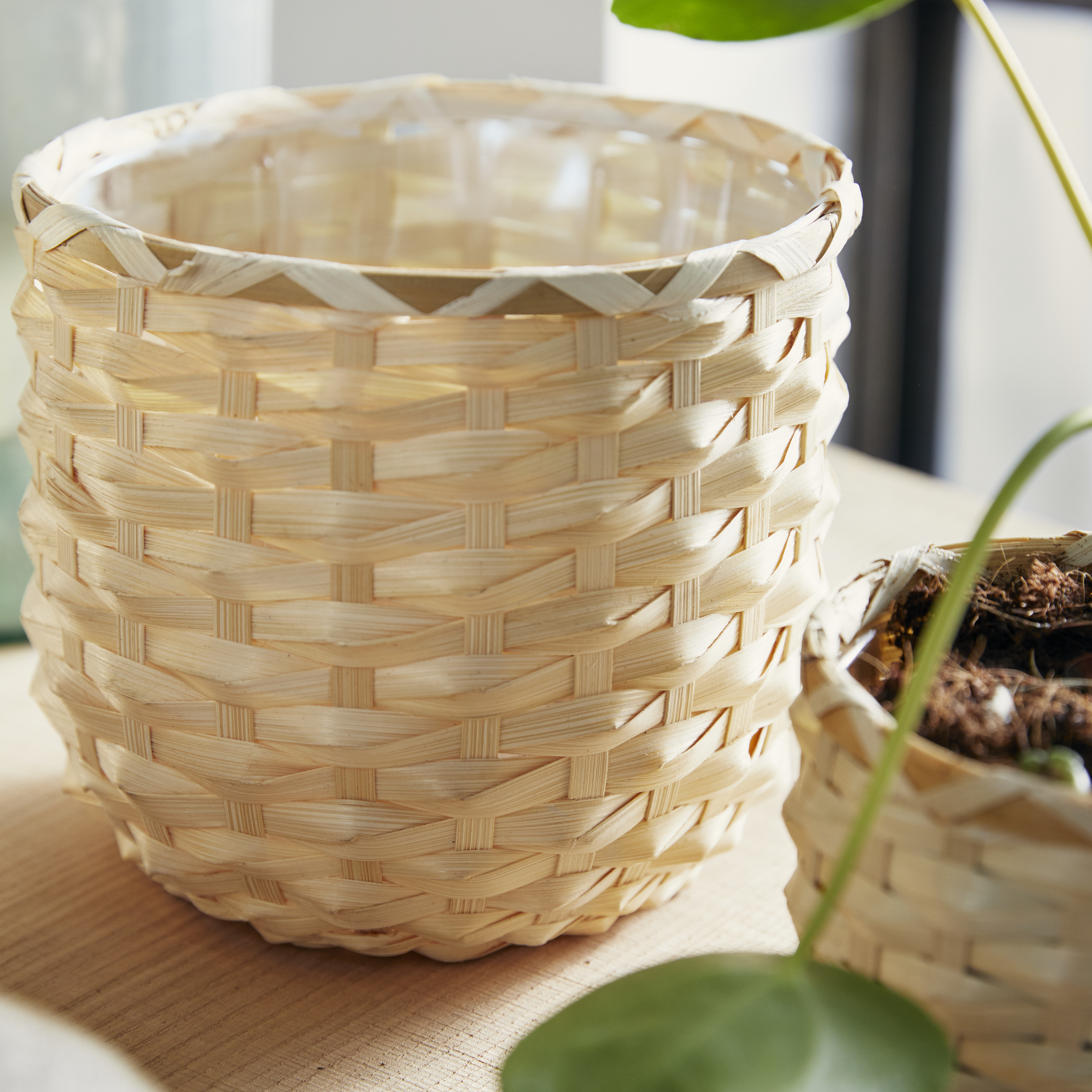 YUCCA ELEPHANTIPES IKEA