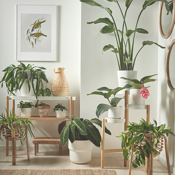 YUCCA ELEPHANTIPES IKEA