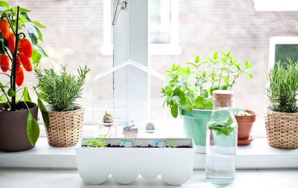 Jardin de rebord de fenêtre avec herbes aromatiques, plantes et mini-serre