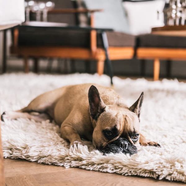 Jos, le bouledogue français