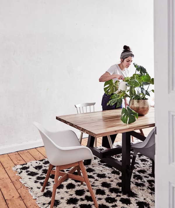 Julia arrosant une plante monstera sur une grande table entourée de chaises à côté d’un mur nu.
