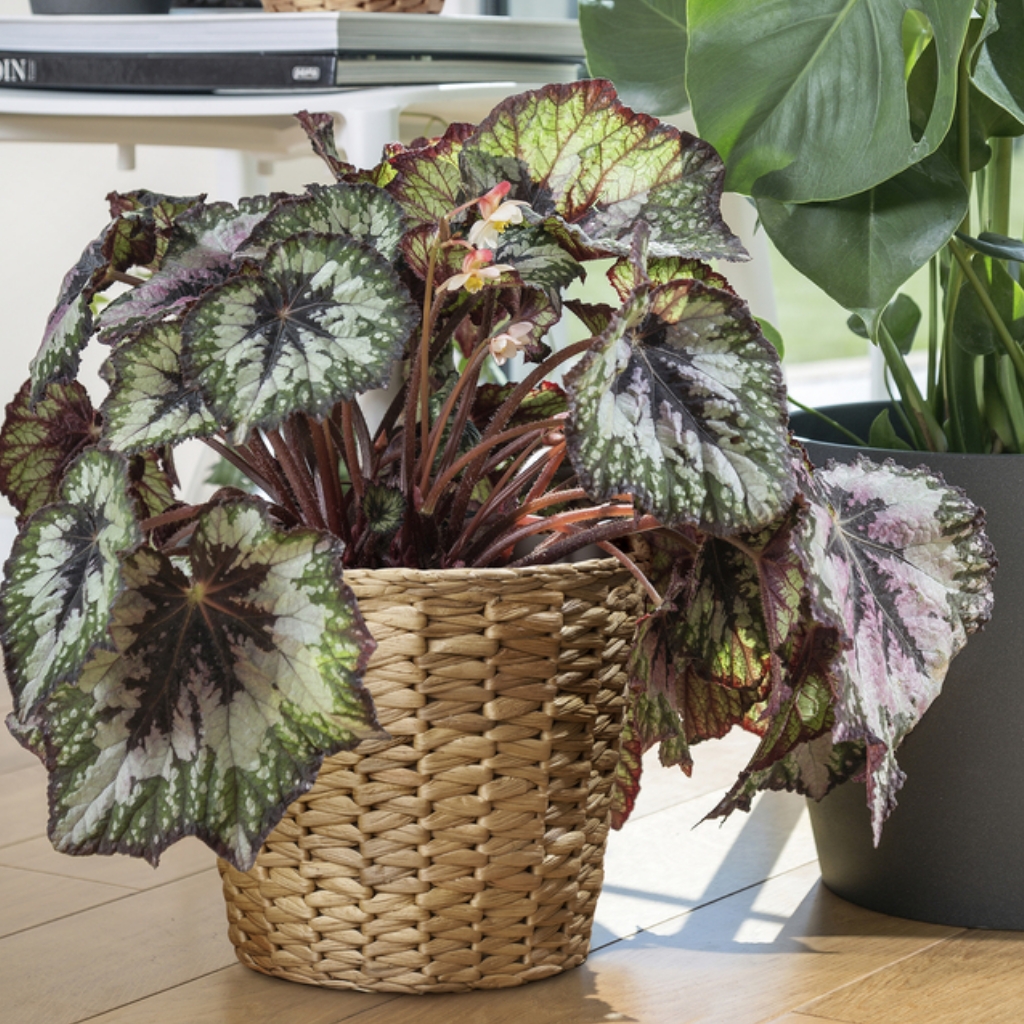 Kaj je novega v ponudbi izdelkov IKEA