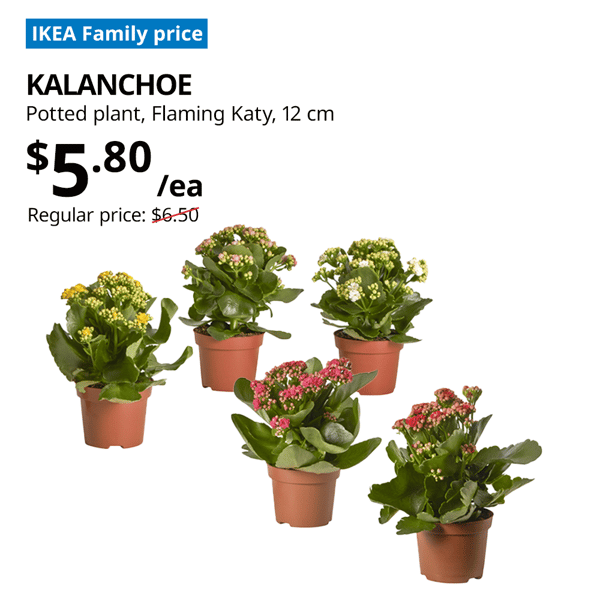 KALANCHOE flaming katy potted plan, offer price: $5.80 each, usual price $6.50. Diameter 12cm. Offer valid till 31 Jan 2025.