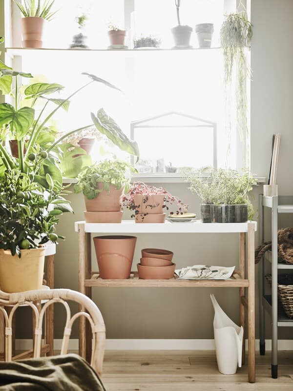 Kamer met allerlei verschillende soorten planten