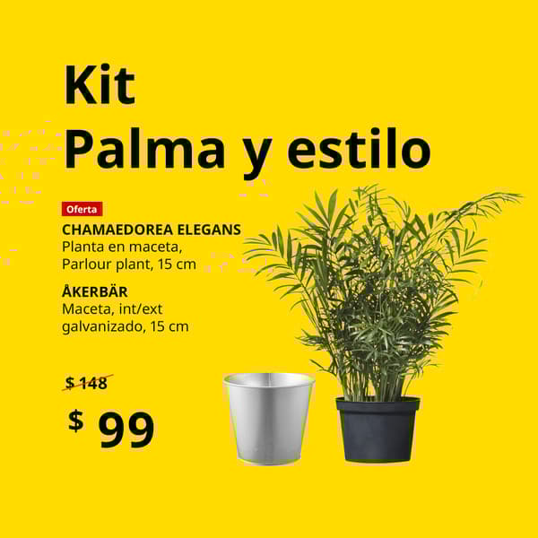 Kit Palma y estilo que contiene una planta natural y una maceta de 15 cm 
