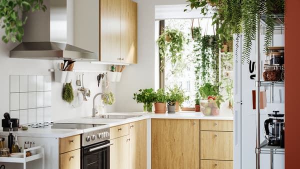 Kitchen with natural light shinging through a window. Kitchen is filled with decorative plants and appliances