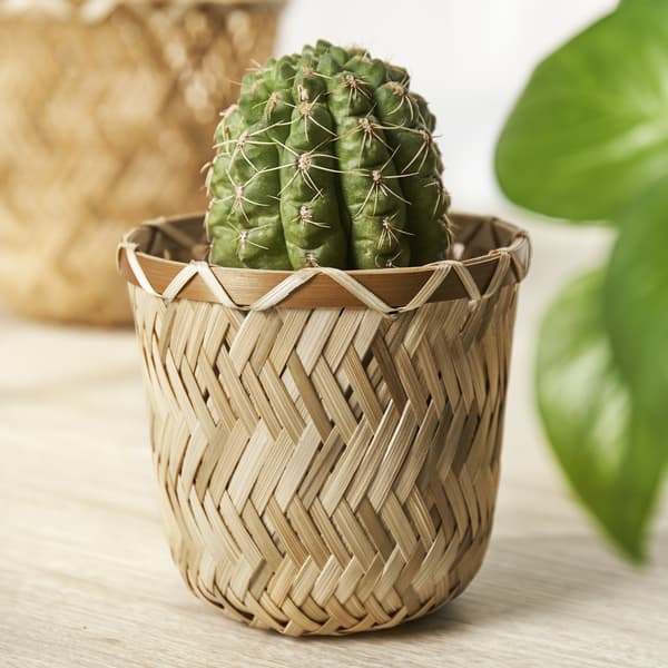 Kleine groene cactus in een decoratieve, gevlochten mand op een houten oppervlak. Natuurlijke materialen zorgen voor een warme uitstraling.