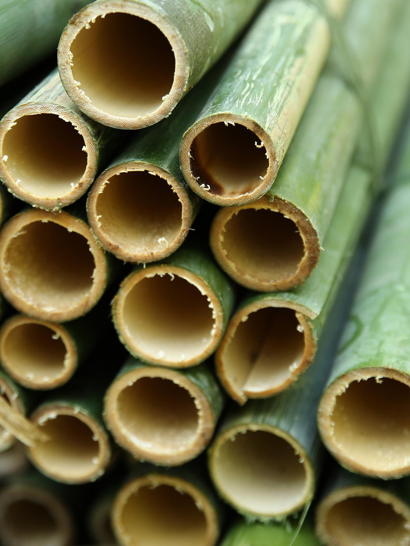 Pročitaj više o bambusu