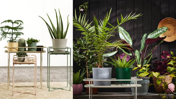 KRYDDPEPPAR virágállvány.