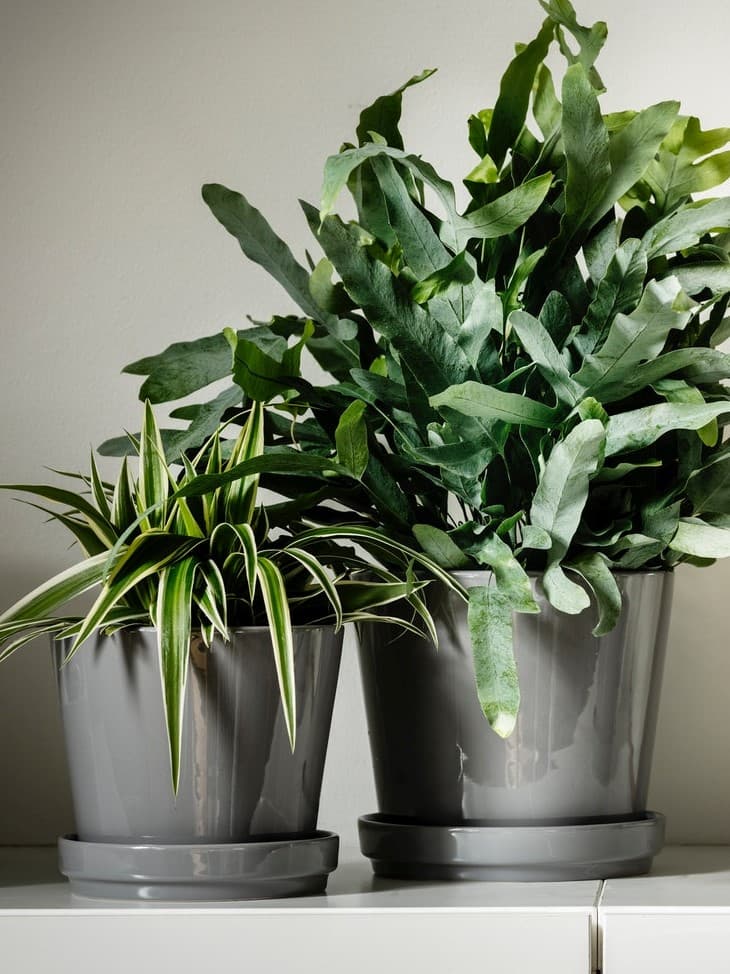 Kvetináče a rastliny.