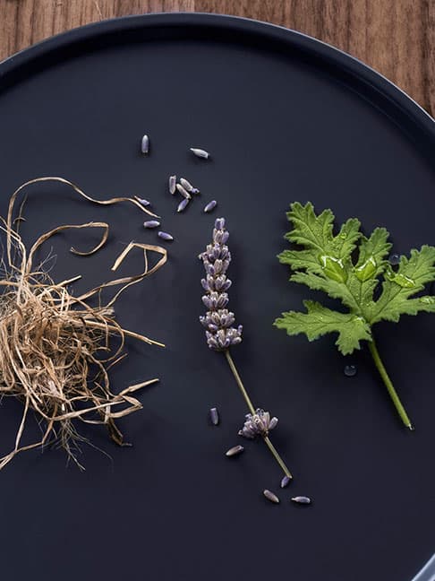 Lavender sprigs, exposed roots and a green leaf are arranged on a dark tray, highlighting botanical details and textures.