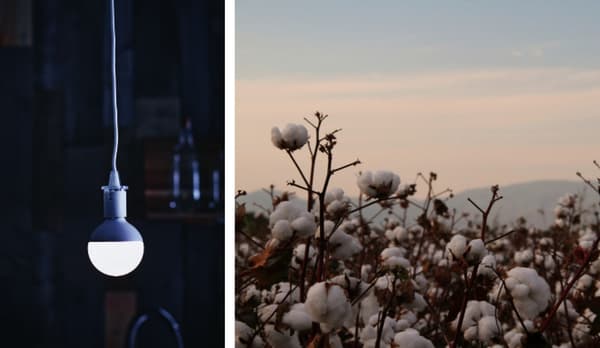천장에 달려 있는 LED 전구 하나와 자연환경 속의 목화를 보여주는 분할 사진.