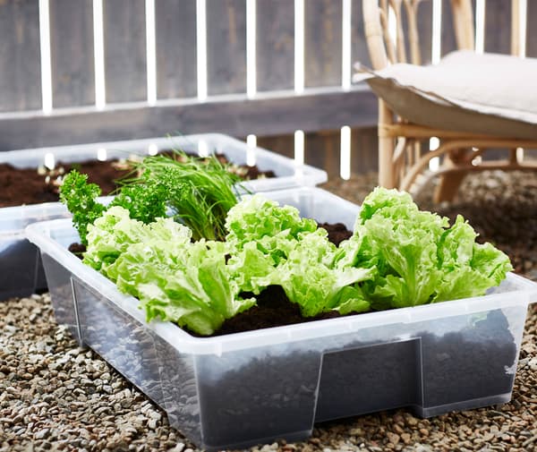 Leituga, perexil e outras herbas de cor verde brillante plantadas nun recipiente de almacenamento SAMLA sobre terra de grava.
