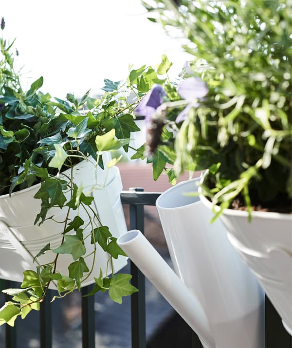 Lierre débordant d’une jardinière blanche accrochée à la balustrade d’un balcon, arrosoir blanc