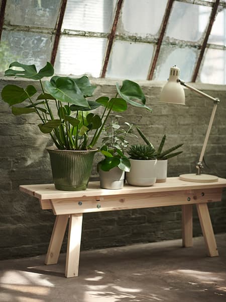 Live plants