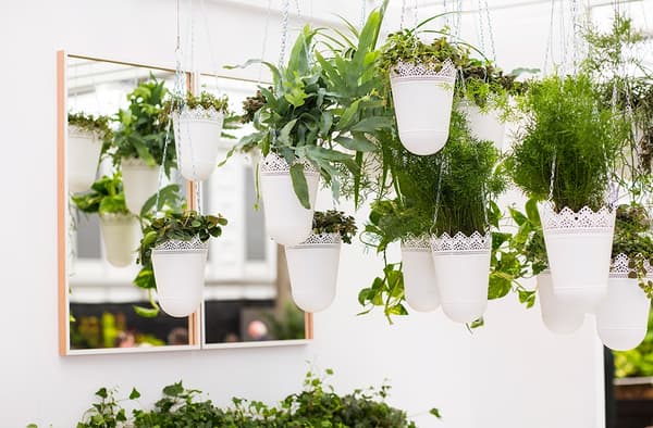 Live plants haging in front of the mirror