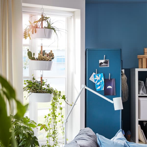 Living room window that's surrounded by many green plants. BITTERGURKA hanging planter hangs in front of the window.
