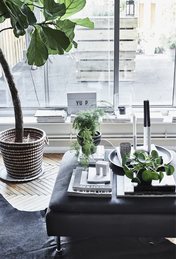 Livres, décorations et plantes sur un repose-pieds.