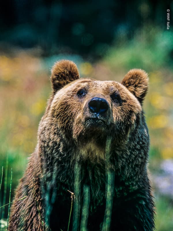 Scopri tutti i nostri peluche