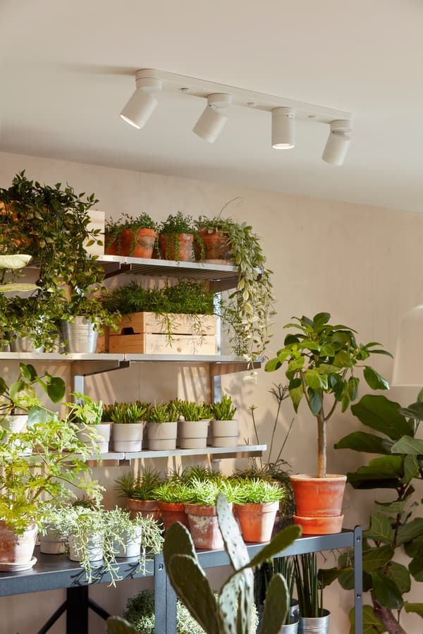 Lots of plants on shelves on the wall