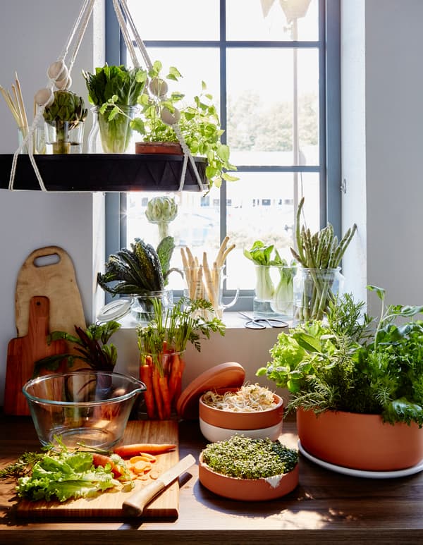Lots of vegetables and herbs sit upright in glass vases and jars in a window, with carrots on a chopping board in front.